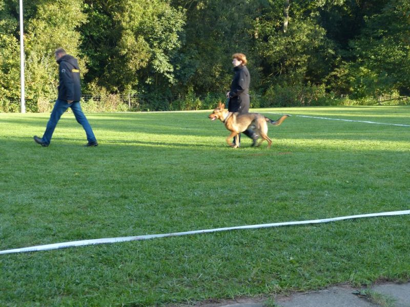 Obedience Prüfung 2015