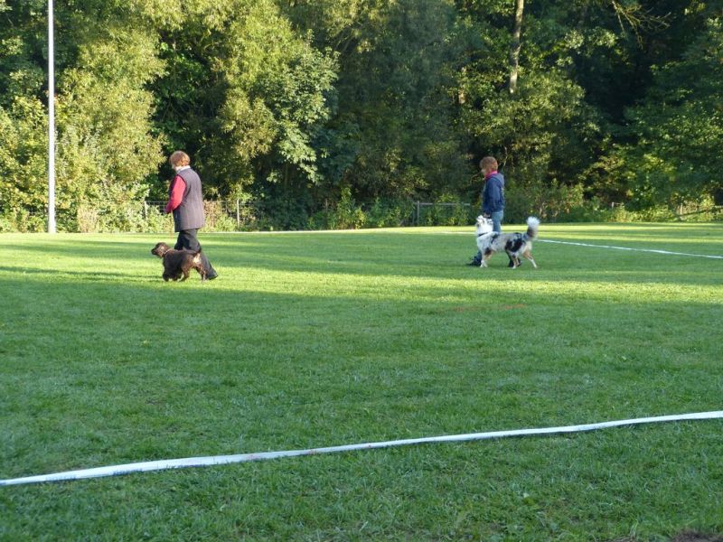 Obedience Prüfung 2015