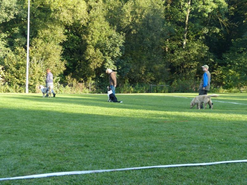 Obedience Prüfung 2015