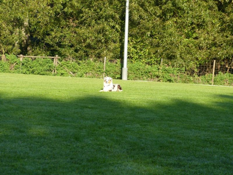 Obedience Prüfung 2015