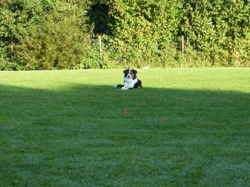 Obedience Prüfung 2015