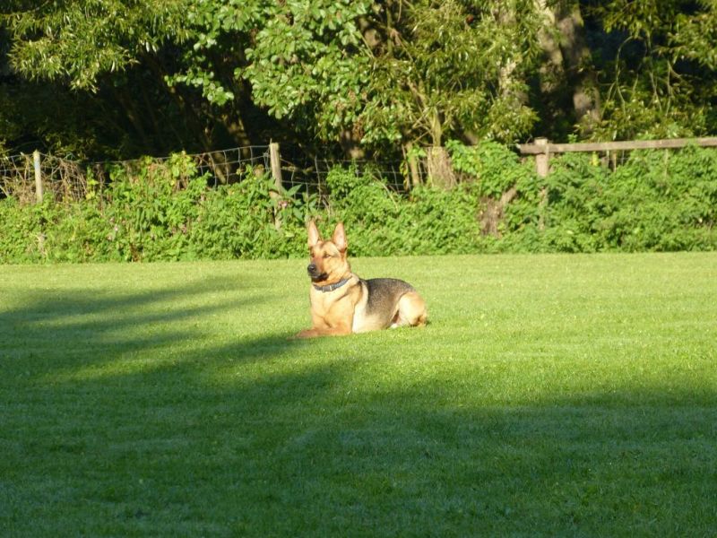 Obedience Prüfung 2015