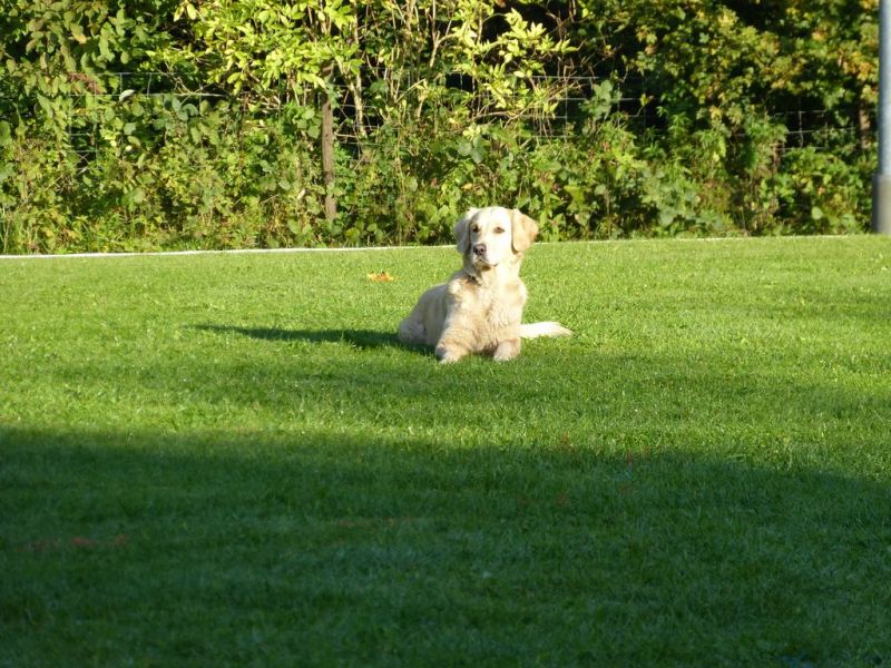 Obedience Prüfung 2015