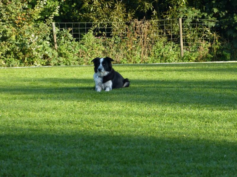 Obedience Prüfung 2015