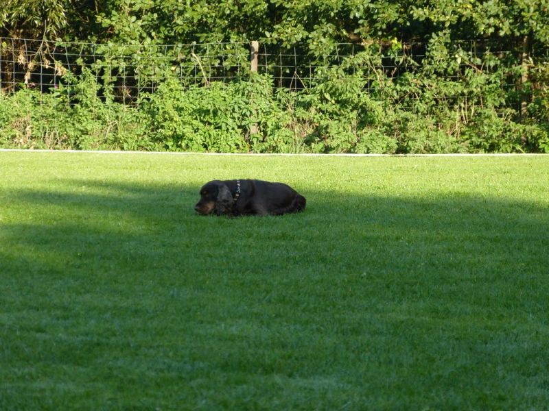Obedience Prüfung 2015