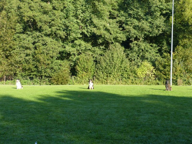 Obedience Prüfung 2015