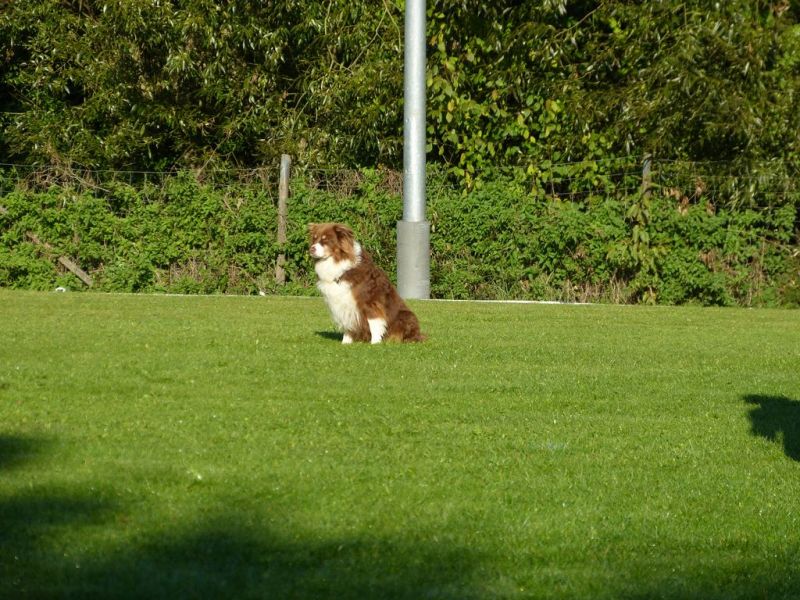 Obedience Prüfung 2015