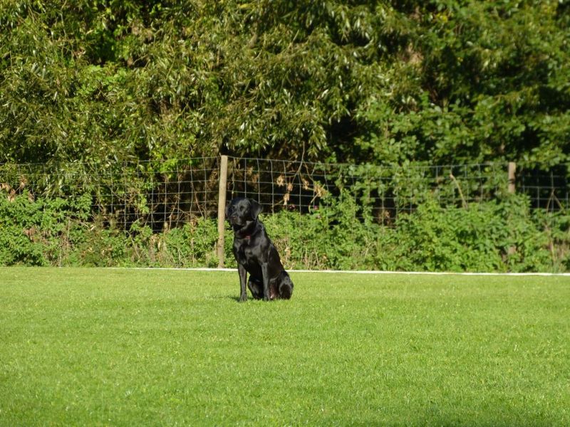 Obedience Prüfung 2015