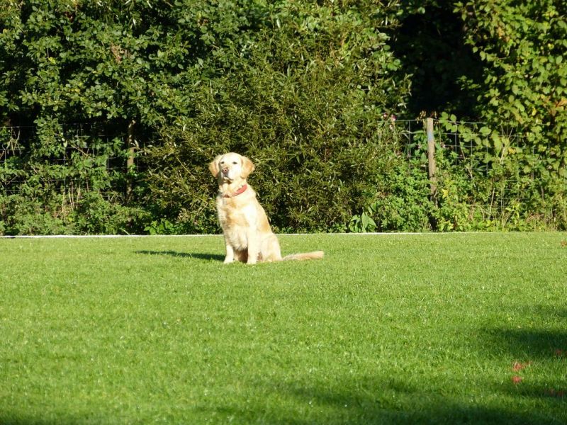Obedience Prüfung 2015
