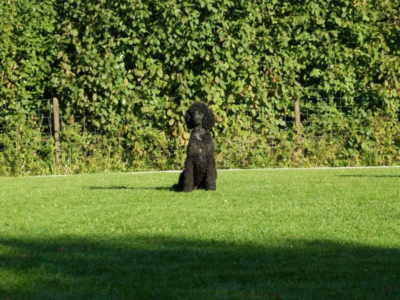 Obedience Prüfung 2015