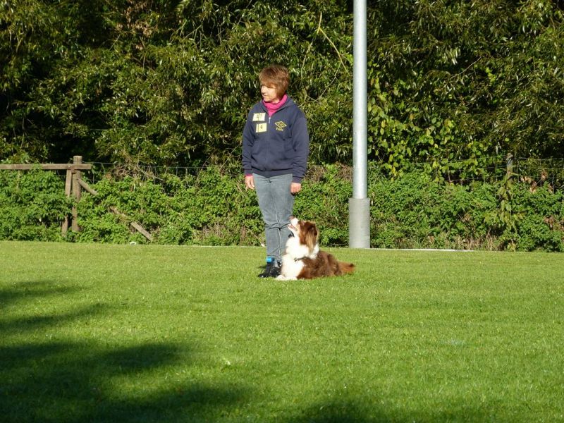 Obedience Prüfung 2015