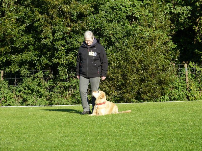 Obedience Prüfung 2015