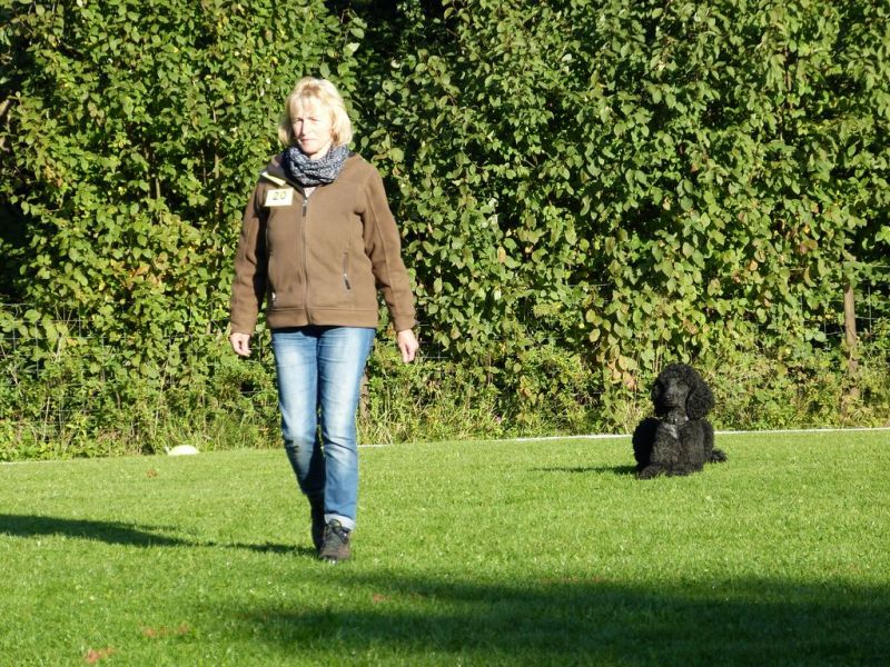 Obedience Prüfung 2015