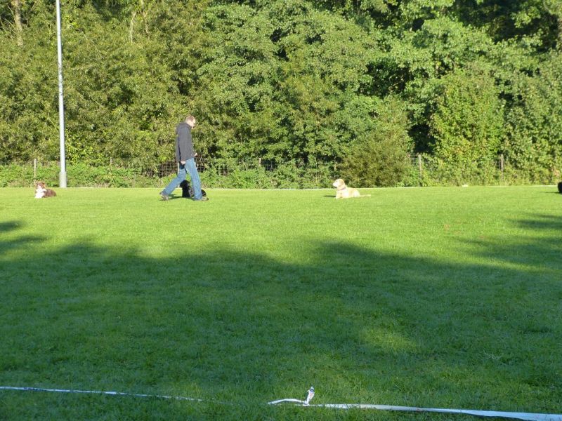 Obedience Prüfung 2015