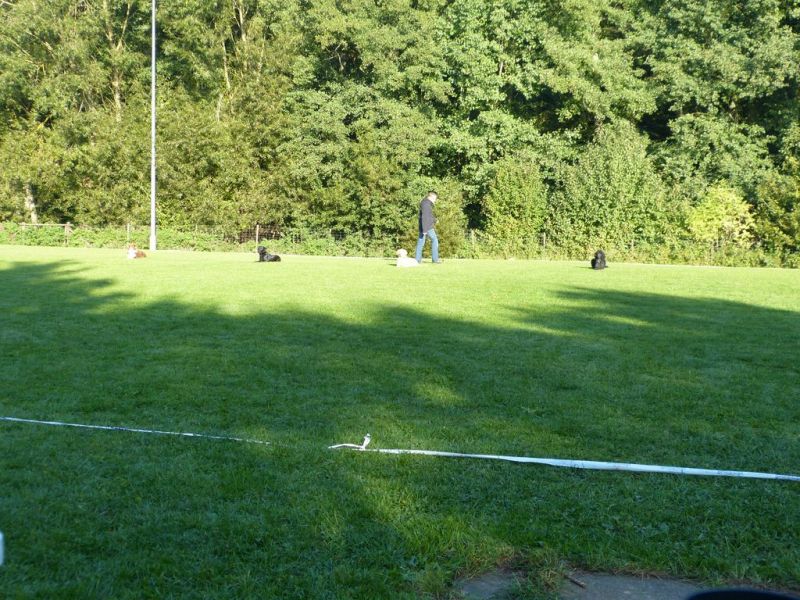 Obedience Prüfung 2015