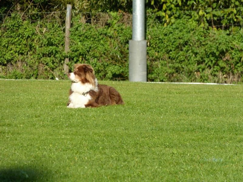 Obedience Prüfung 2015