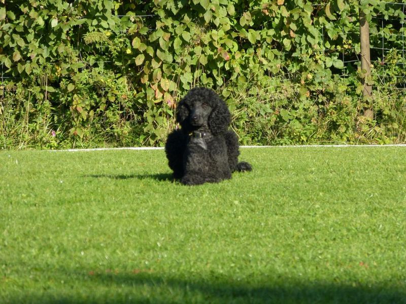 Obedience Prüfung 2015