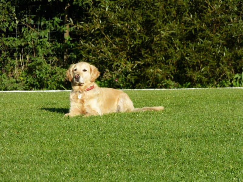 Obedience Prüfung 2015