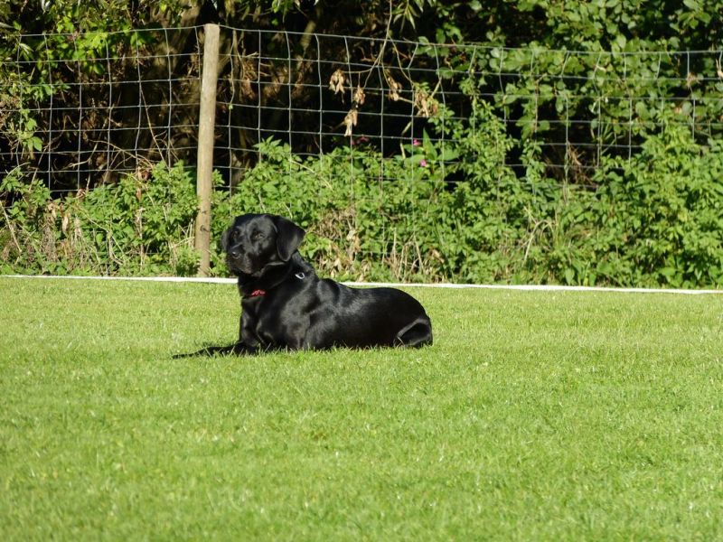 Obedience Prüfung 2015
