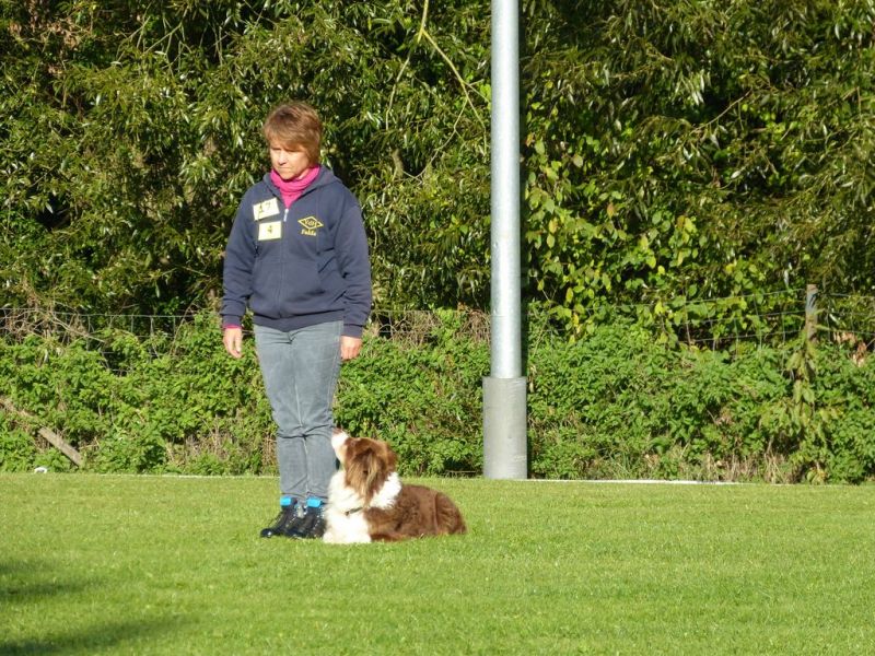 Obedience Prüfung 2015