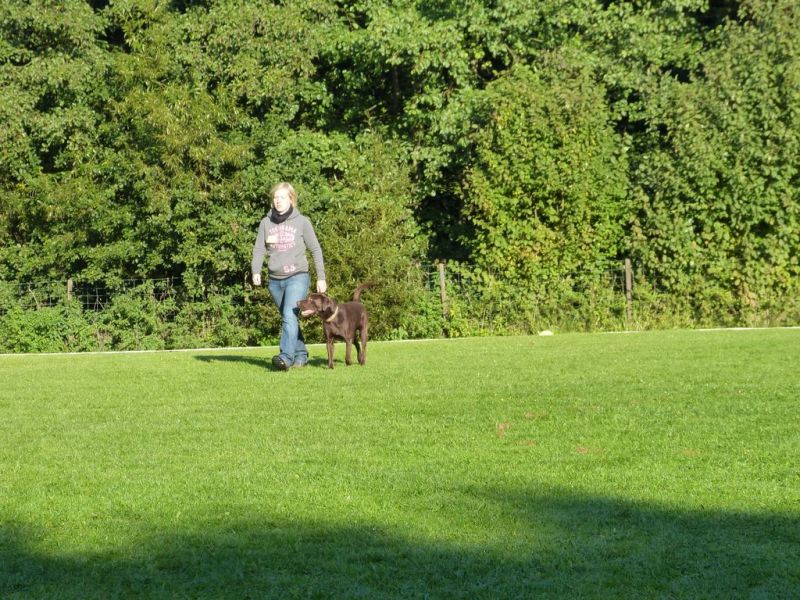 Obedience Prüfung 2015