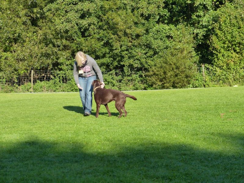 Obedience Prüfung 2015