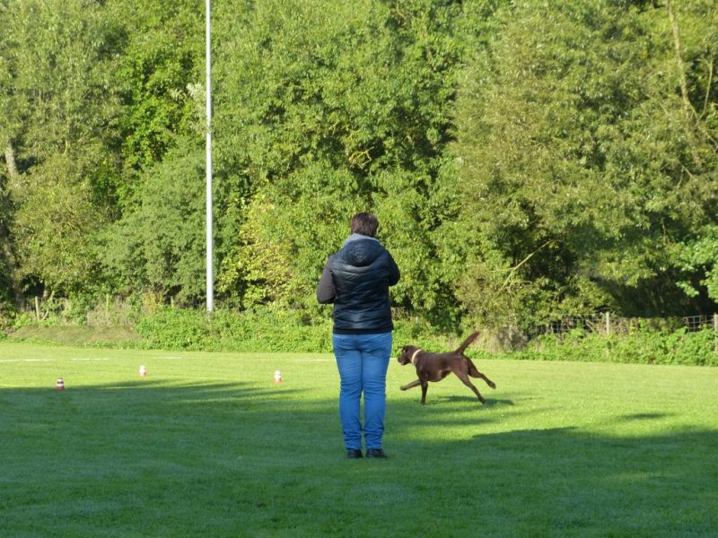 Obedience Prüfung 2015