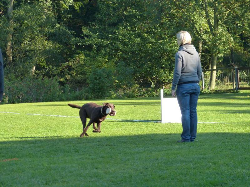 Obedience Prüfung 2015