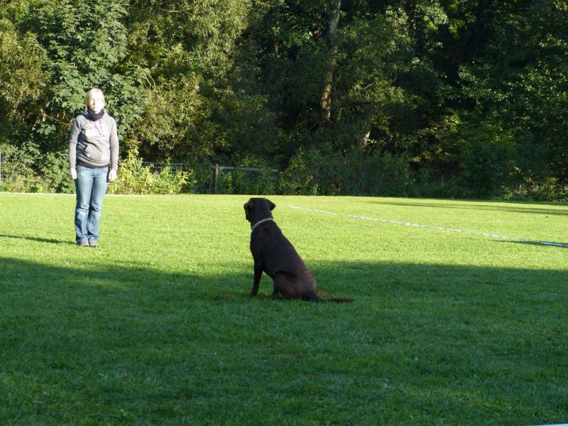 Obedience Prüfung 2015