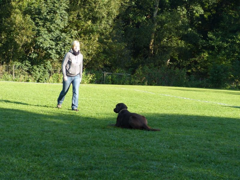 Obedience Prüfung 2015
