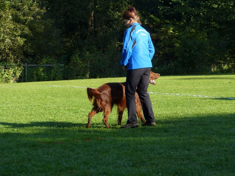Obedience Prüfung 2015