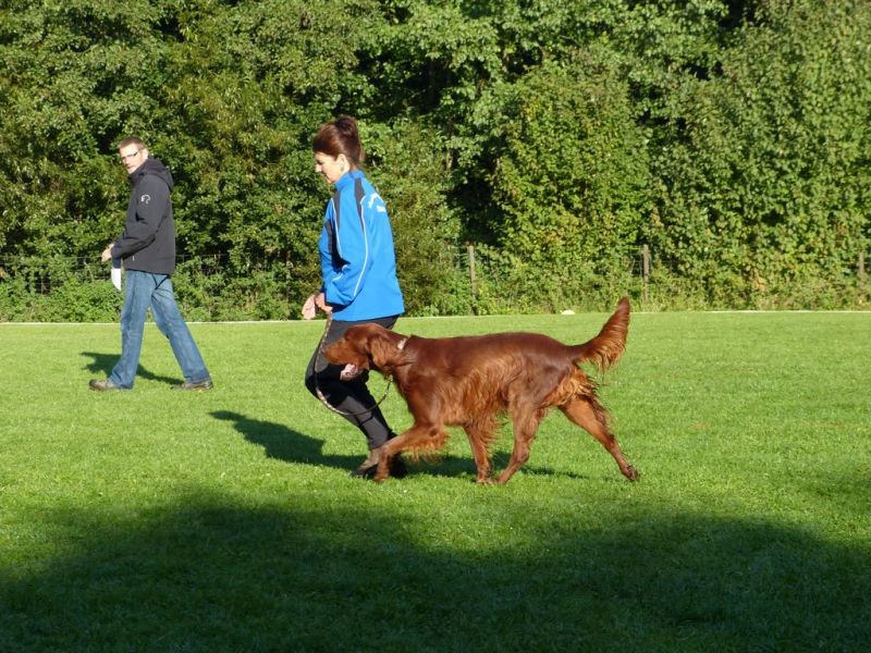 Obedience Prüfung 2015