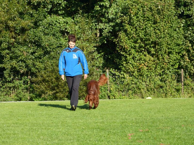 Obedience Prüfung 2015