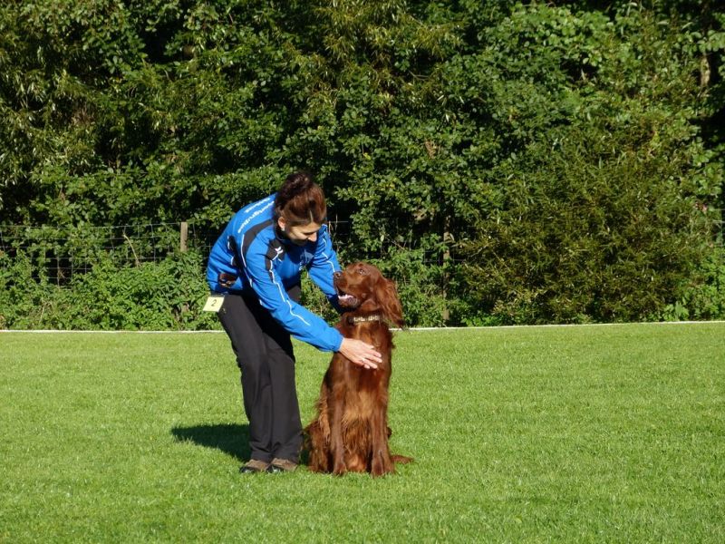 Obedience Prüfung 2015