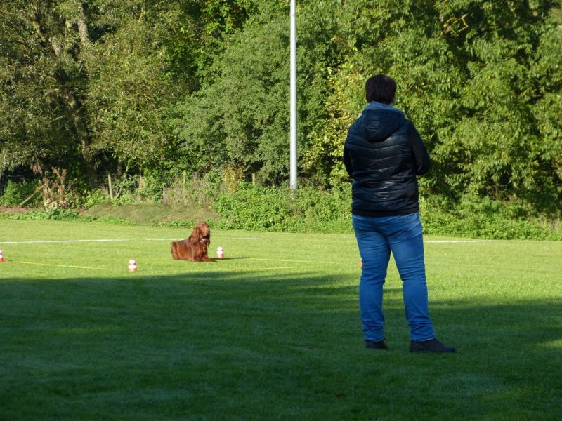 Obedience Prüfung 2015