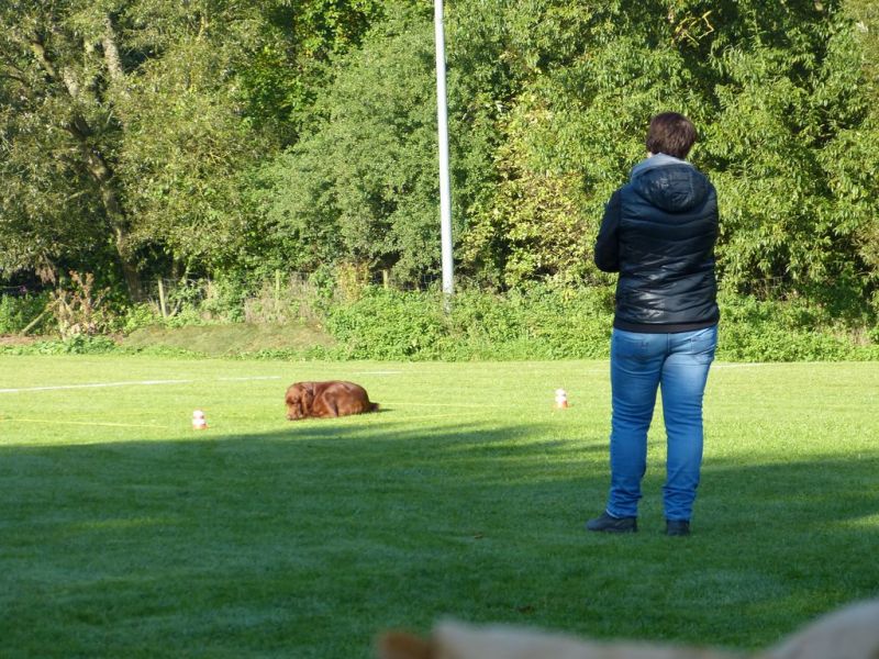 Obedience Prüfung 2015