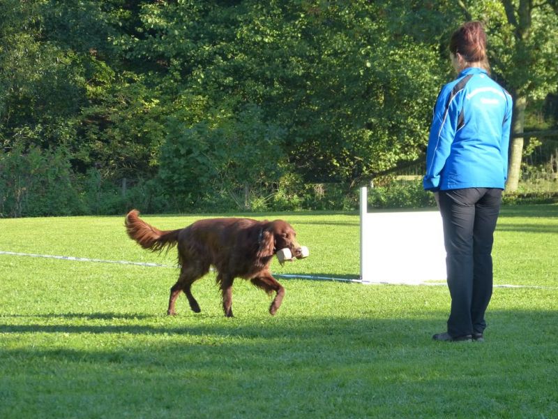 Obedience Prüfung 2015