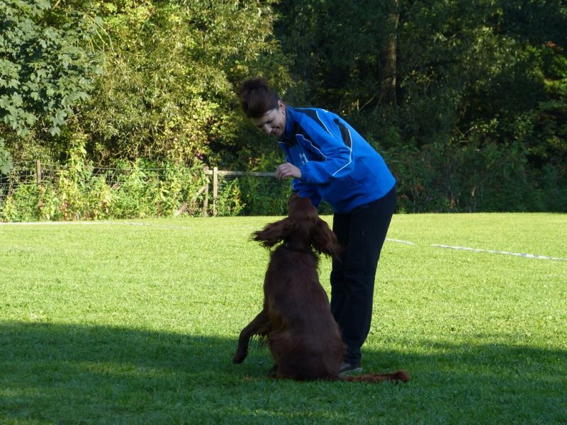 Obedience Prüfung 2015