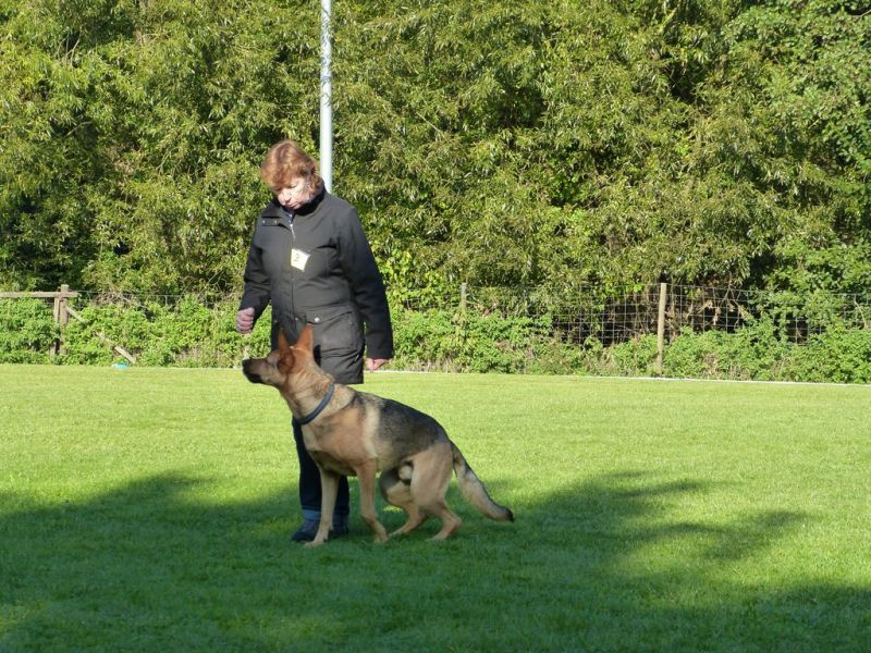 Obedience Prüfung 2015