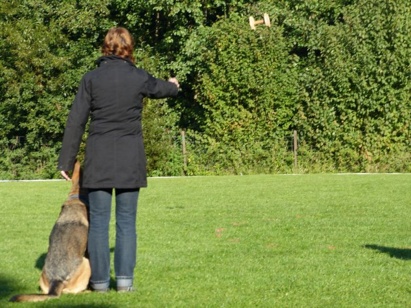 Obedience Prüfung 2015