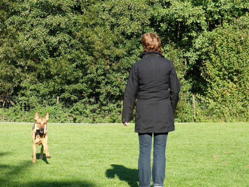 Obedience Prüfung 2015
