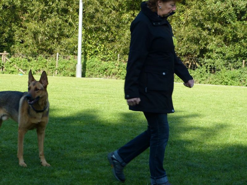 Obedience Prüfung 2015