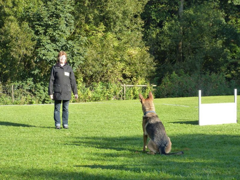 Obedience Prüfung 2015