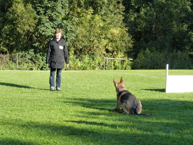 Obedience Prüfung 2015