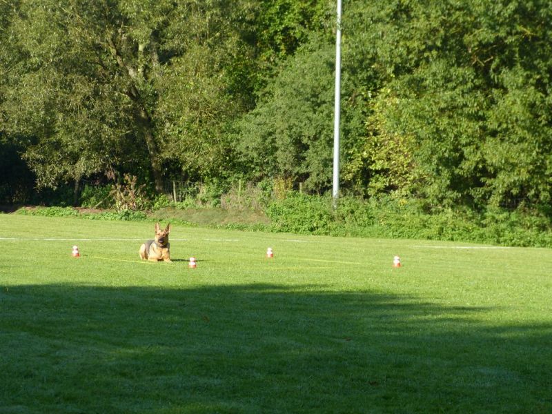 Obedience Prüfung 2015