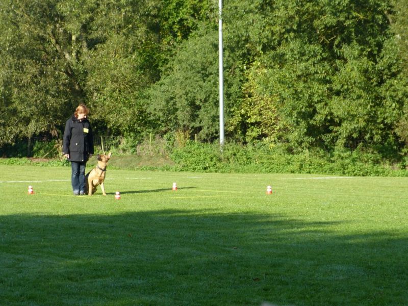 Obedience Prüfung 2015