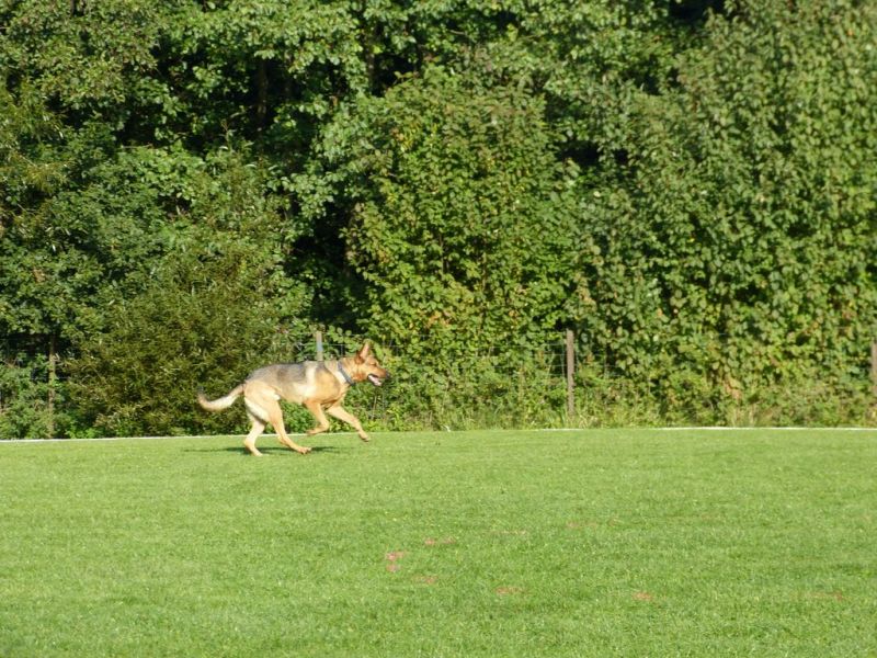 Obedience Prüfung 2015
