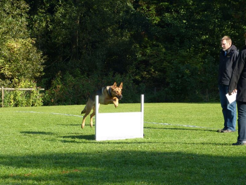 Obedience Prüfung 2015