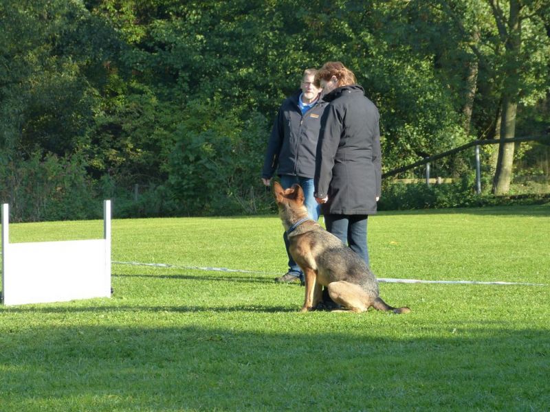 Obedience Prüfung 2015