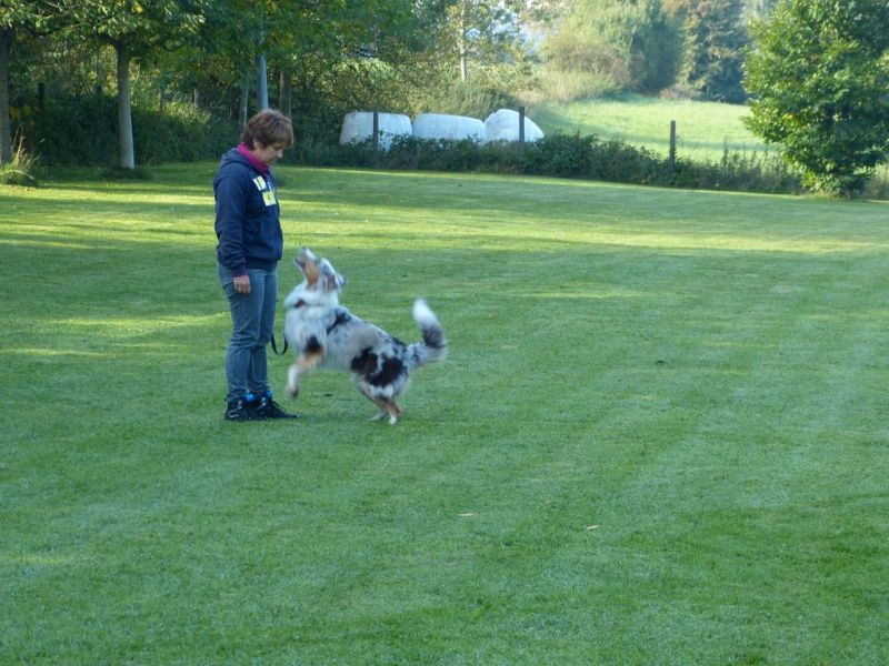 Obedience Prüfung 2015